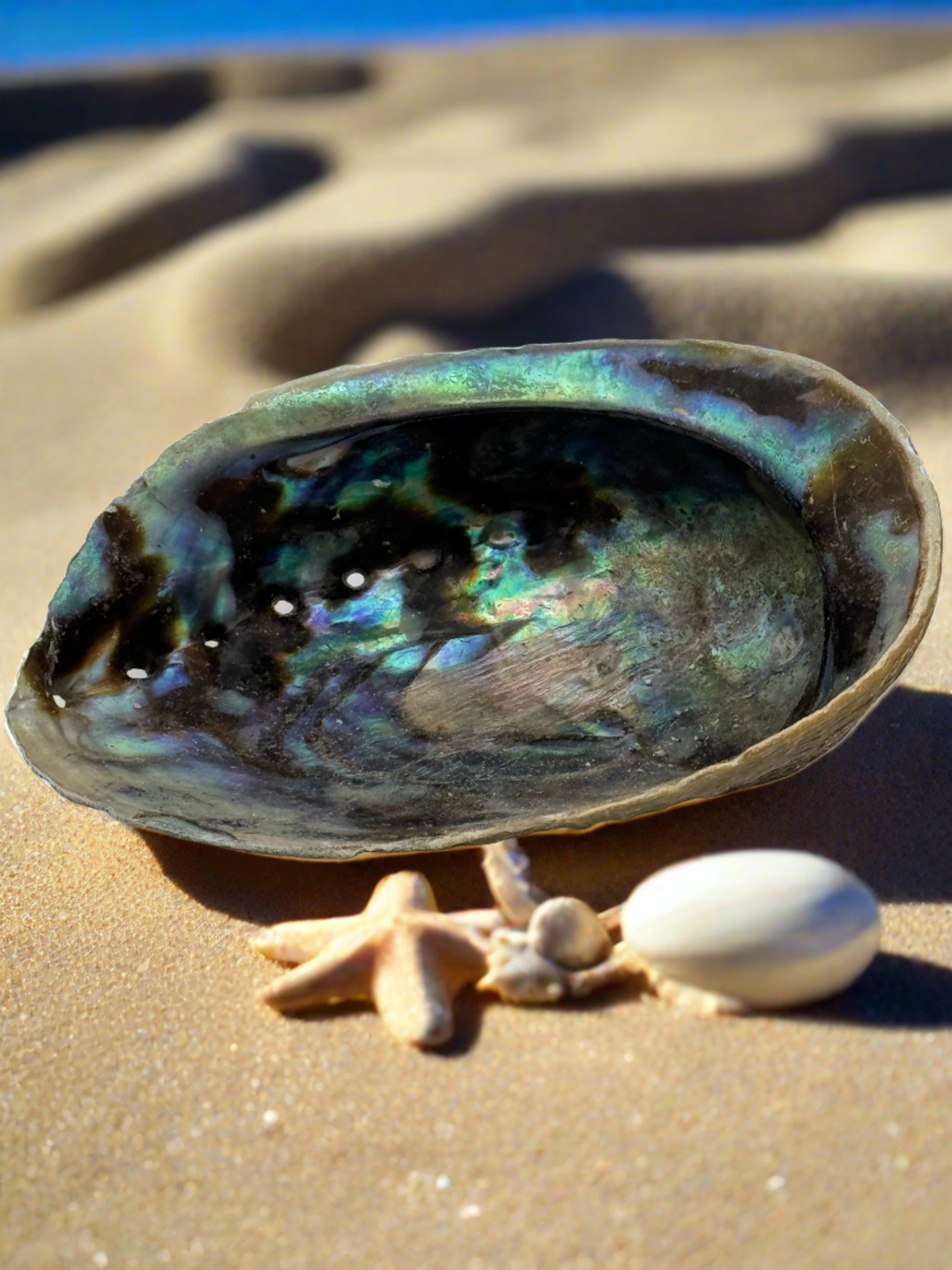 Natural Large New Zealand Abalone Shell