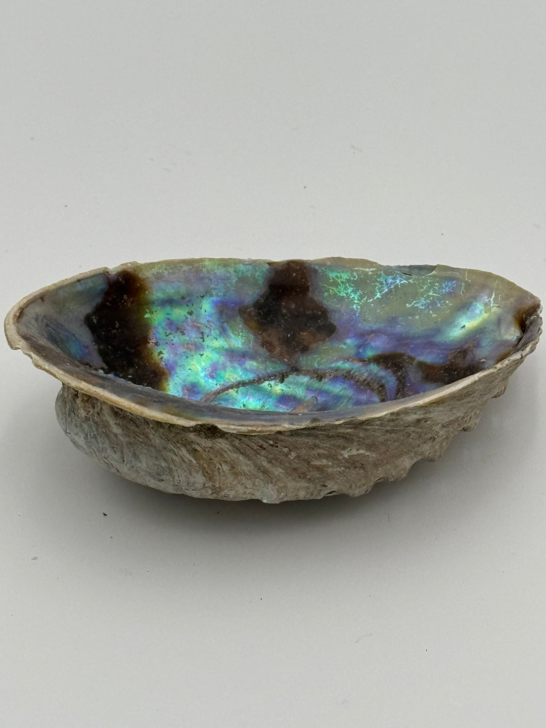 Natural Large New Zealand Abalone Shell