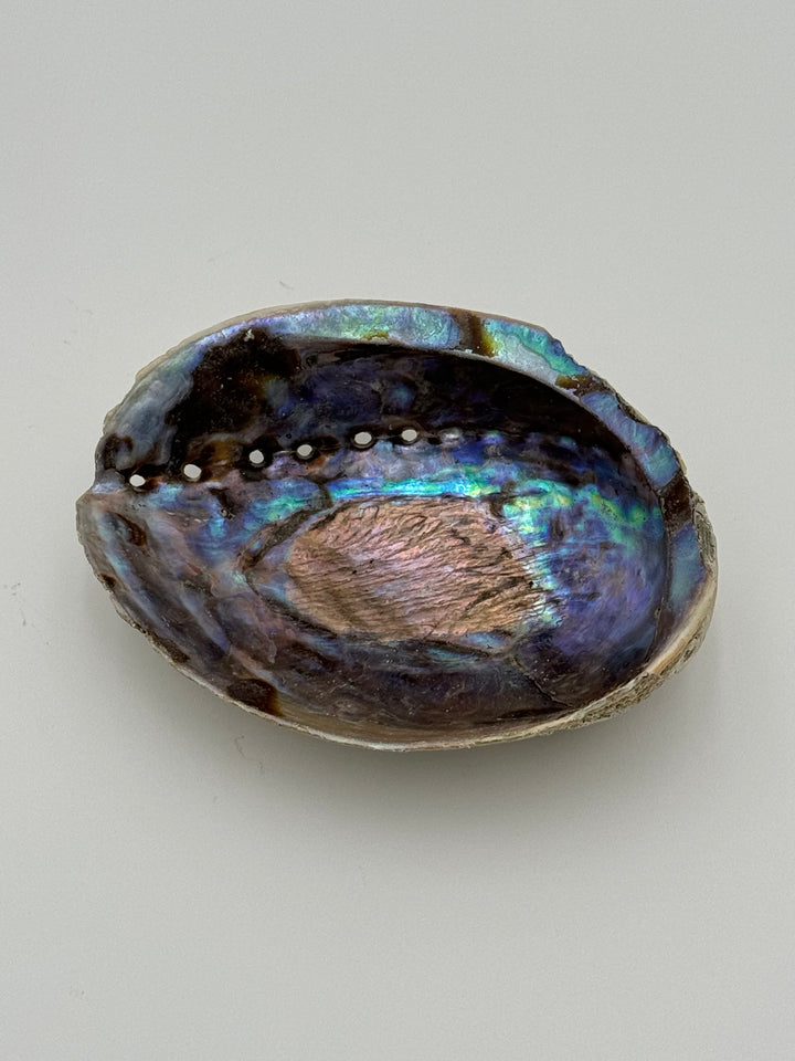 Natural Large New Zealand Abalone Shell