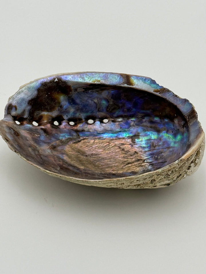 Natural Large New Zealand Abalone Shell