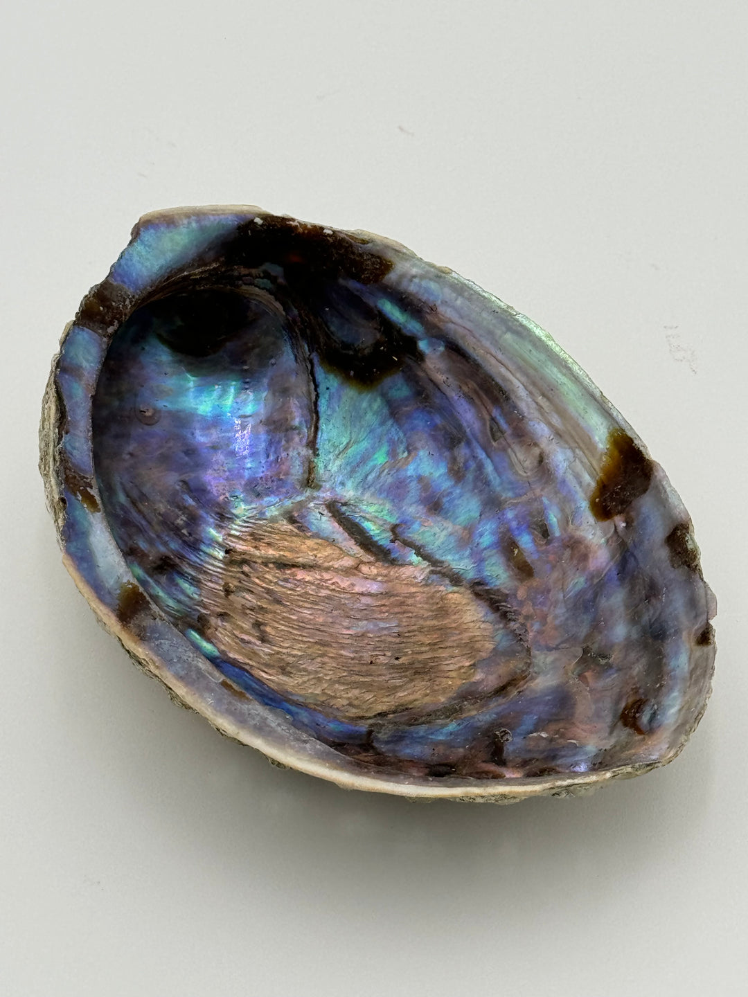 Natural Large New Zealand Abalone Shell