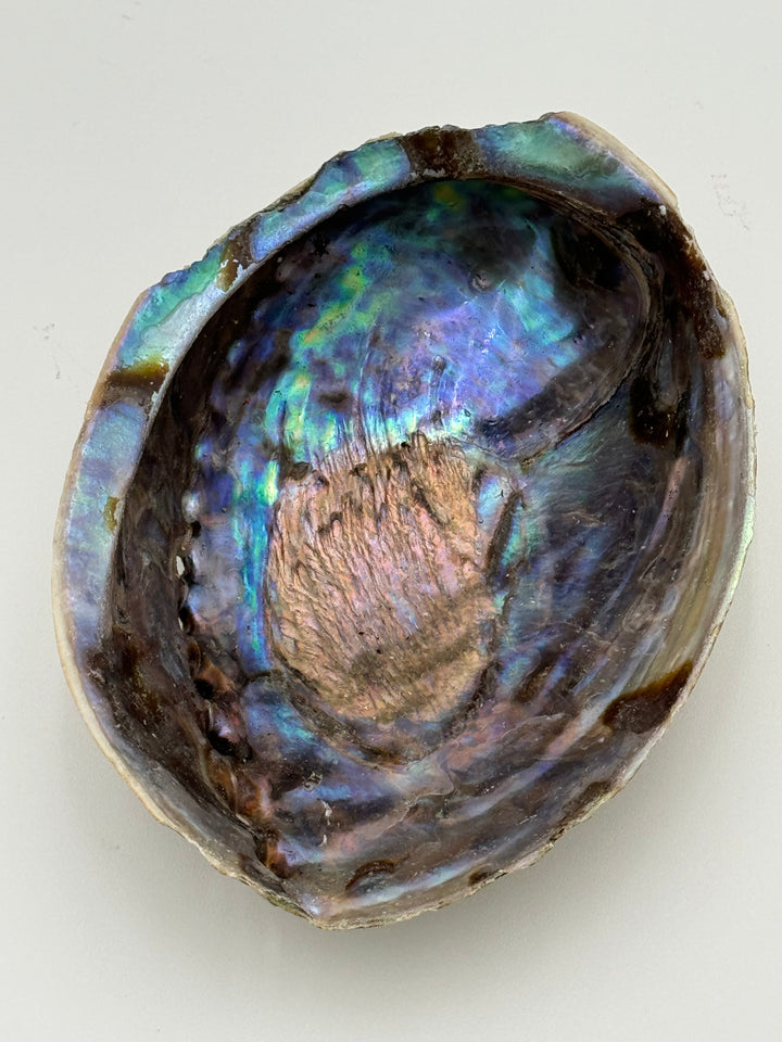 Natural Large New Zealand Abalone Shell