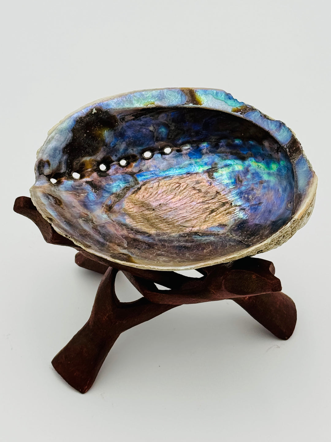 Natural Large New Zealand Abalone Shell